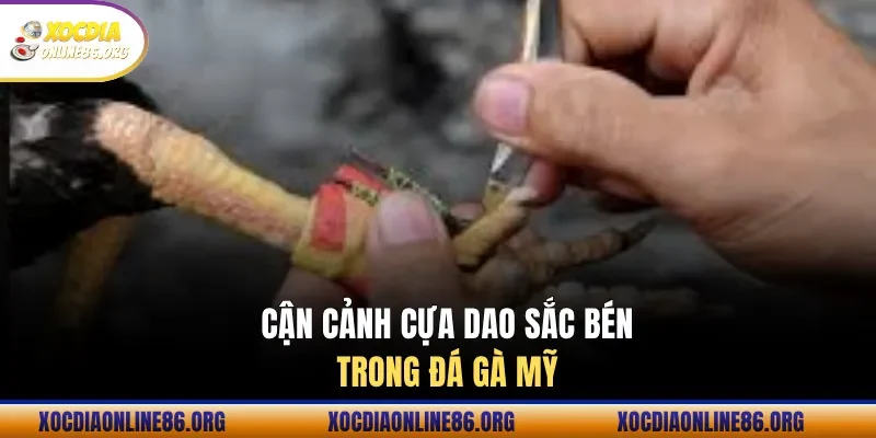 Cận cảnh cựa dao sắc bén trong đá gà Mỹ