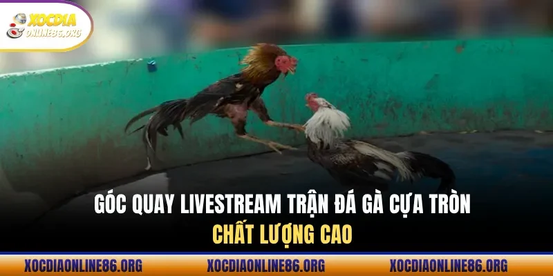 Góc quay livestream trận đá gà cựa tròn chất lượng cao
