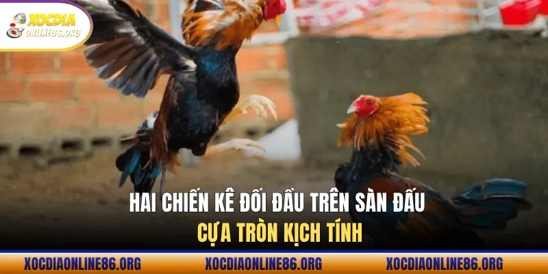 Hai chiến kê đối đầu trên sàn đấu cựa tròn kịch tính