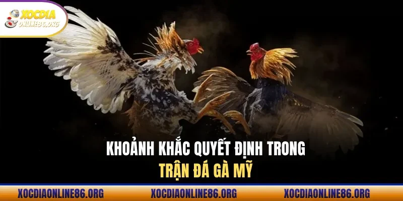 Hai chiến kê đối đầu trong trận đá gà cựa dao