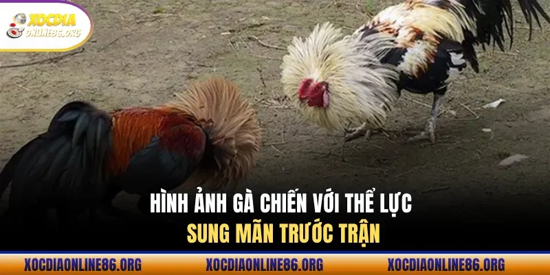 Hình ảnh gà chiến với thể lực sung mãn trước trận