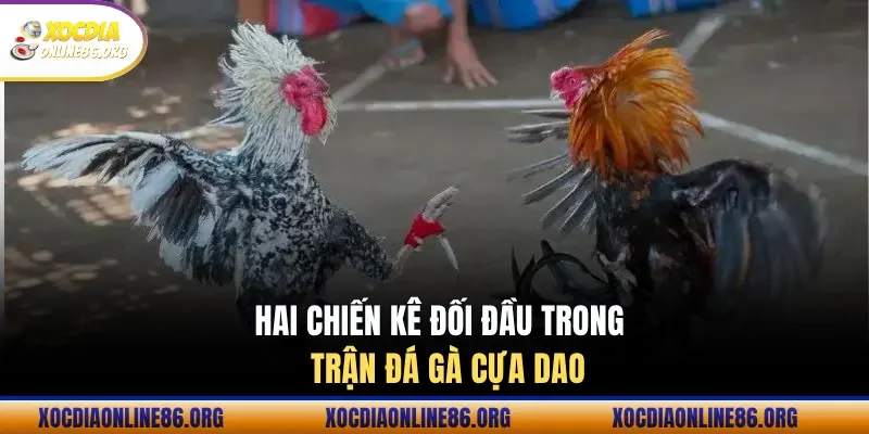 Khoảnh khắc quyết định trong trận đá gà Mỹ